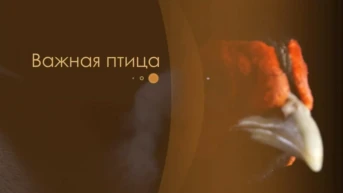 Важная птица