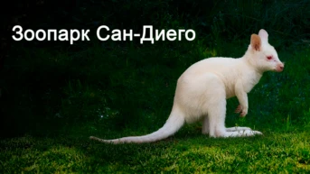 Зоопарк Сан-Диего