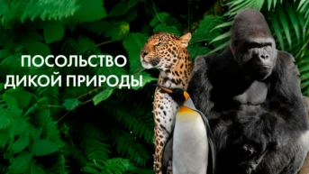 Посольство дикой природы