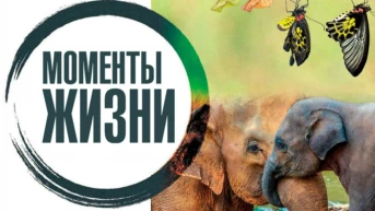 Моменты жизни