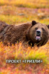 Проект «Гризли»