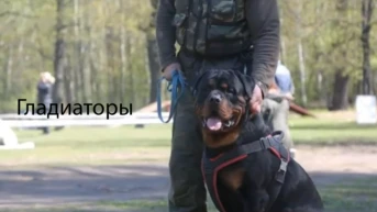 Гладиаторы