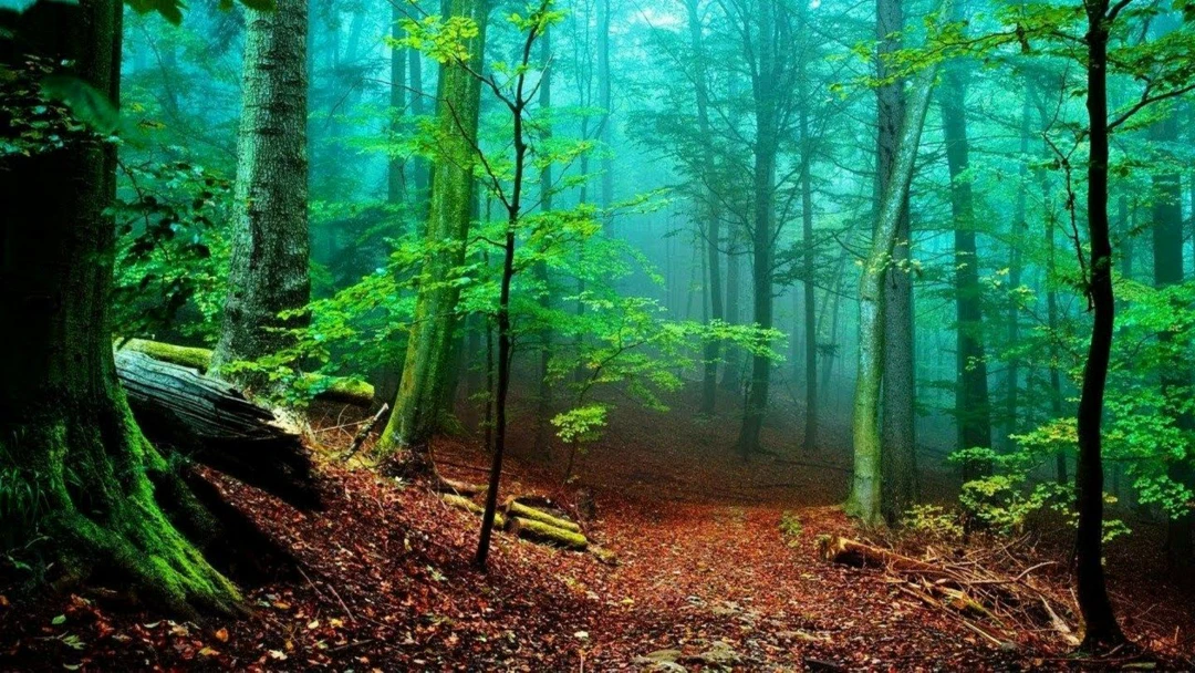 Передача Ormanda Yaşam