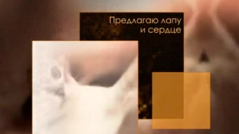 Предлагаю лапу и сердце