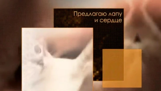 Предлагаю лапу и сердце