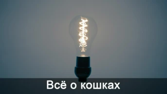 Всё о кошках