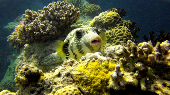 Красное море