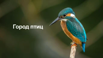 Город птиц