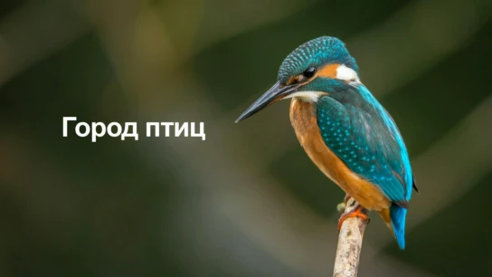 Город птиц