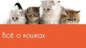 Всё о кошках