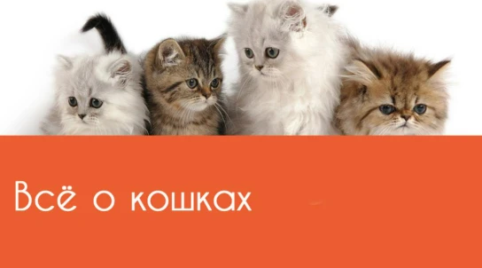 Всё о кошках