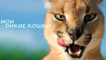 Мои дикие кошки