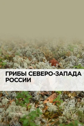 Грибы Северо-Запада России