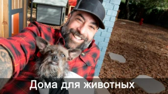 Дома для животных