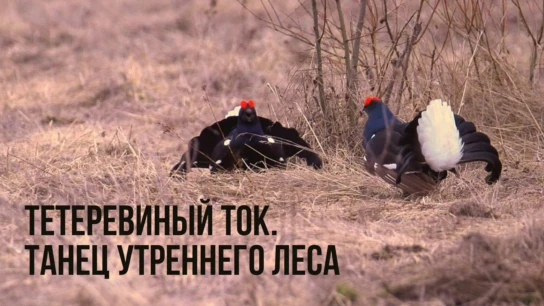 Тетеревиный ток. Танец утреннего леса
