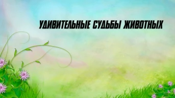 Удивительные судьбы животных