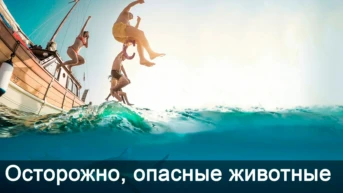 Осторожно, опасные животные