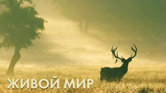 Живой мир