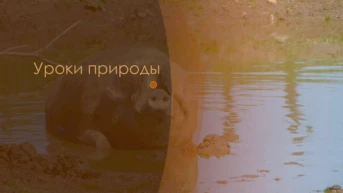 Уроки природы