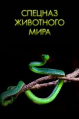 Спецназ животного мира