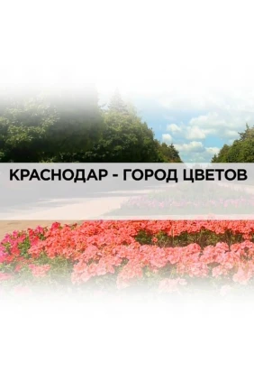 Краснодар — город цветов