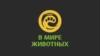 В мире животных HD