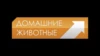 Домашние животные