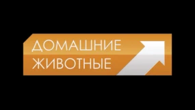 Домашние животные