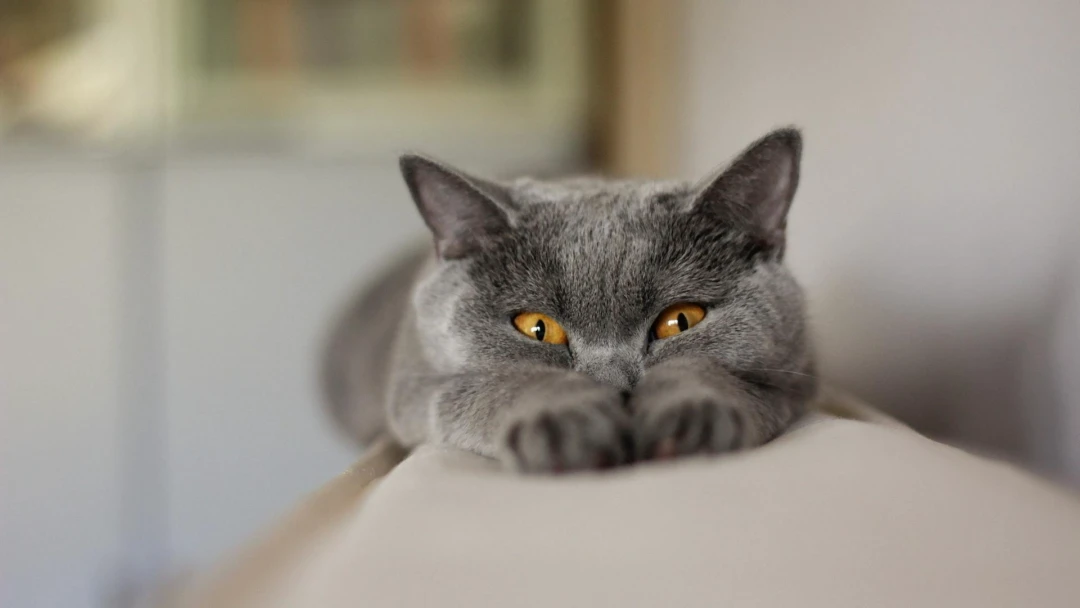 Передача Мой кот — монстр