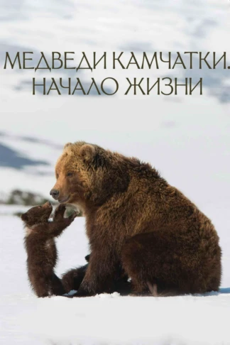 Медведи Камчатки. Начало жизни