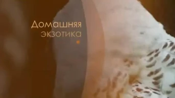 Домашняя экзотика