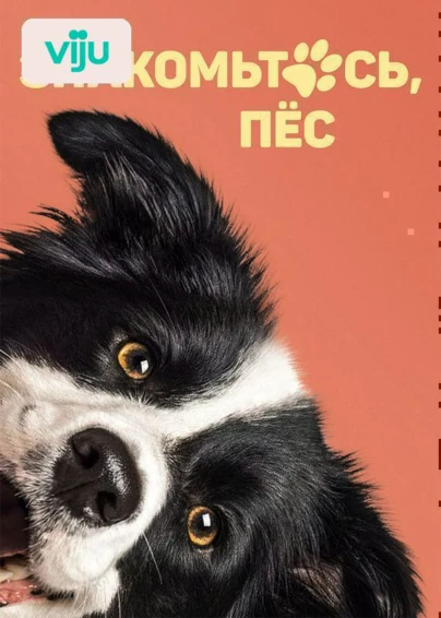 Знакомьтесь, пес
